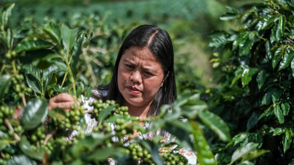 Marivic Dubria inspects coffee cherries on her family’s 2-hectare farm in Bansalan town, Davao del Sur. Dubria is among the farmer trainees of Coffee for Peace, a social enterprise that is a member of the Poverty Reduction through Social Entrepreneurship (PRESENT) Coalition, which is a partner of Oxfam Pilipinas under The Gender Transforma-tive and Responsible Agribusiness Investments in South East Asia (GRAISEA) program. Photo by Roy Lagarde / Oxfam Pilipinas